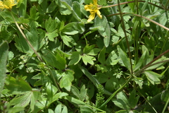 Ranunculus occidentalis occidentalis