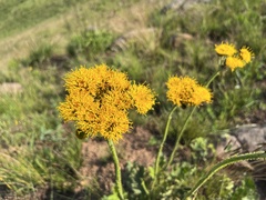 Berkheya umbellata