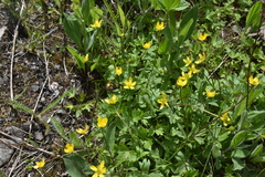 Ranunculus occidentalis occidentalis