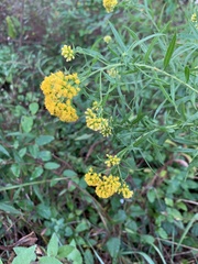 Euthamia graminifolia