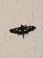 Desmia