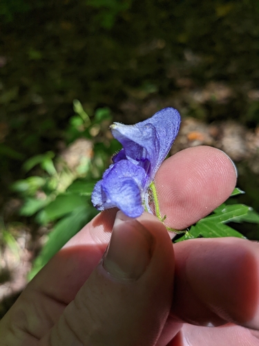 Image of Aconitum uncinatum by (c) Sam Taylor, some rights reserved (CC BY)