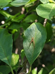 Metellina segmentata