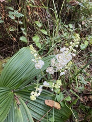 Veratrum fimbriatum