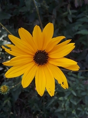 Helianthus angustifolius