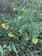 Euthamia graminifolia