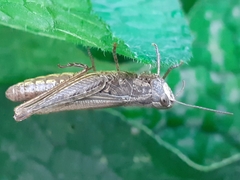 Chorthippus apricarius