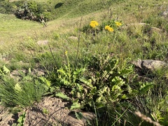Berkheya umbellata
