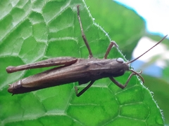 Chorthippus apricarius