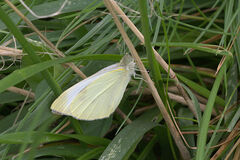 Pieris rapae