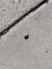 Xylocopa californica