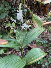 Veratrum fimbriatum