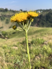 Berkheya umbellata