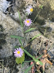 Boltonia montana