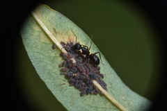 Camponotus
