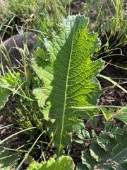 Berkheya umbellata