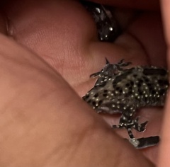 Hemidactylus turcicus