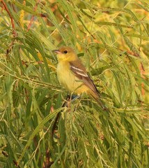 Icterus spurius