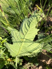 Berkheya umbellata