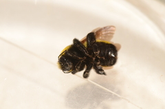 Bombus morrisoni