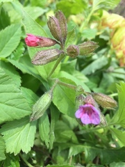 Pulmonaria officinalis