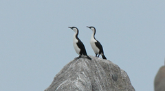 Phalacrocorax fuscescens