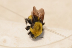 Bombus morrisoni