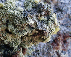 Lithophyllum byssoides