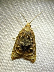 Platynota flavedana