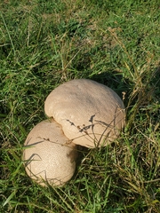 Calvatia cyathiformis