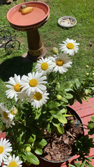 Leucanthemum maximum