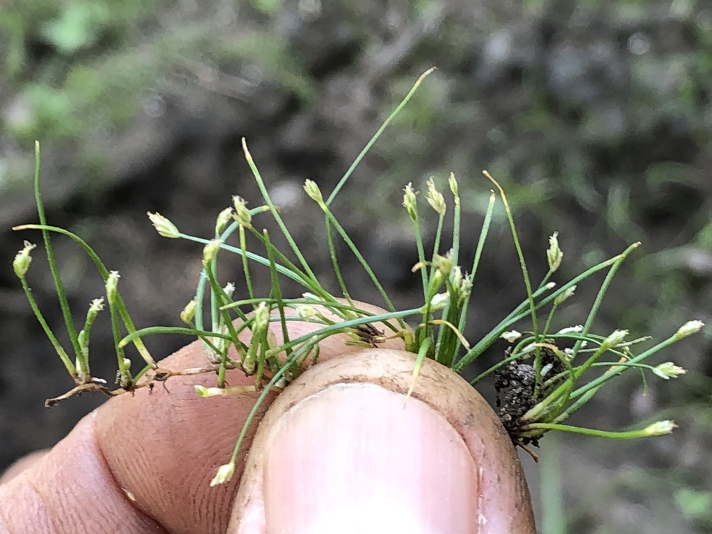 Eleocharis exigua