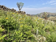 Berkheya umbellata
