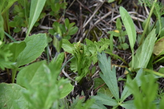 Botrychium pinnatum