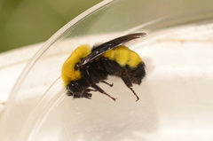 Bombus morrisoni