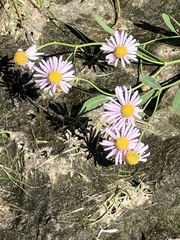 Boltonia montana