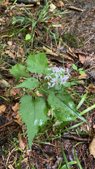 Symphyotrichum cordifolium