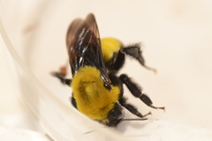 Bombus morrisoni