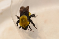 Bombus morrisoni