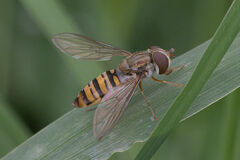 Episyrphus balteatus