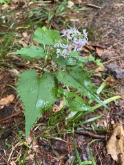 Symphyotrichum cordifolium