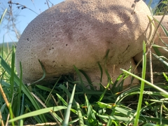 Calvatia cyathiformis