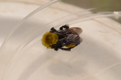 Bombus morrisoni
