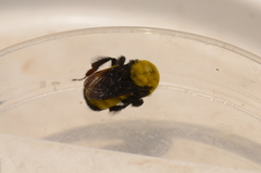 Bombus morrisoni