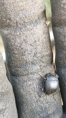 Accanthopus velikensis