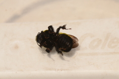 Bombus morrisoni
