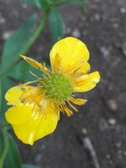Ranunculus polyanthemos