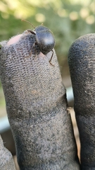 Accanthopus velikensis
