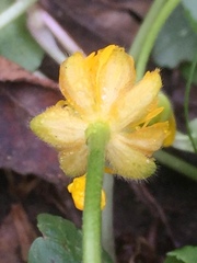 Ranunculus polyanthemos