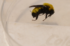 Bombus morrisoni